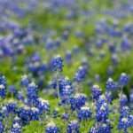 field of texas bluebonnet